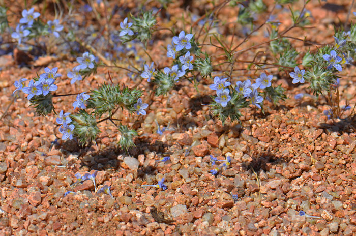 Eriastrum diffusum, Miniature Woollystar